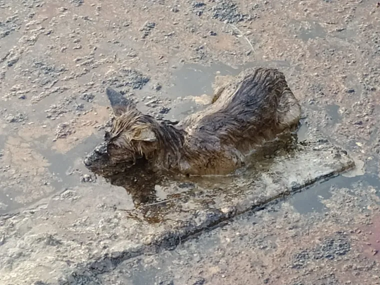 Spa&scaron;ena je lisica iz bazena s otpadnim uljem: 'Bila je izmučena i natopljena. Spa&scaron;ena je u zadnji tren'