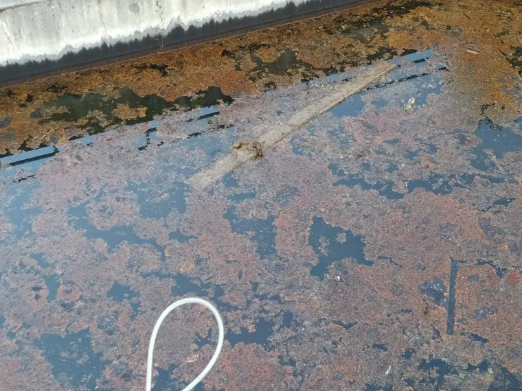 Spa&scaron;ena je lisica iz bazena s otpadnim uljem: 'Bila je izmučena i natopljena. Spa&scaron;ena je u zadnji tren'