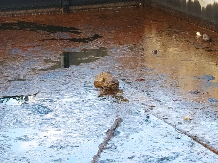 Spa&scaron;ena je lisica iz bazena s otpadnim uljem: 'Bila je izmučena i natopljena. Spa&scaron;ena je u zadnji tren'