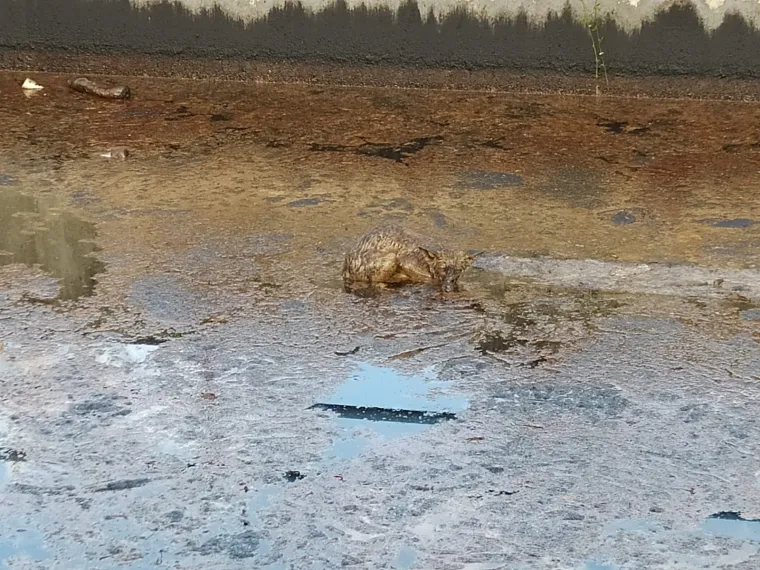 Spa&scaron;ena je lisica iz bazena s otpadnim uljem: 'Bila je izmučena i natopljena. Spa&scaron;ena je u zadnji tren'