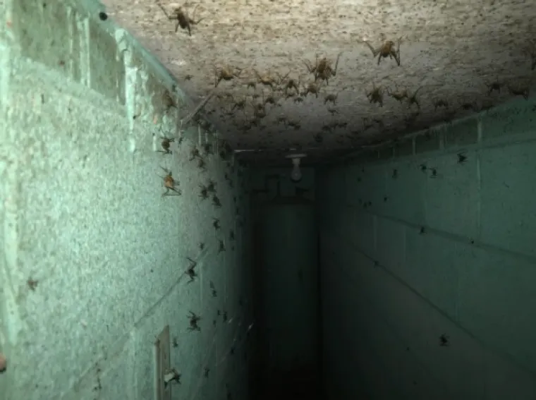 10. Ispod kuće koju su kupili pronašli su tajni bunker. A kad tamo, neka neobična stvorenja.