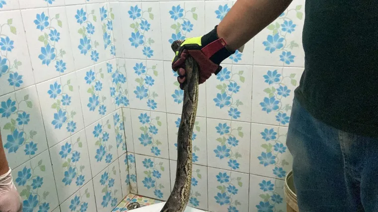 Što će, budući da se piton snažno opirao, volonteri su morali iščupati kompletnu konstrukciju i iznijeti je na dvorište, a piton je oslobođen i vraćen u prirodu nakon što su razbili dio keramike. 