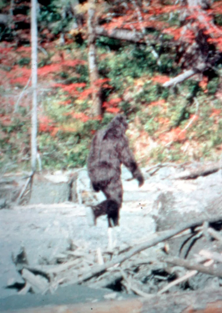 Bigfoot ili najveća prijevara stoljeća? Snimke zbunjuju i iskusne stručnjake, tko ili što je ovaj gigantski stvor?