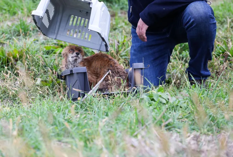 Lisca kojega su prona&scaron;li na izmaku u bazenu s otpadnim uljem, pustili na slobodu. Donosimo dirljive fotografije