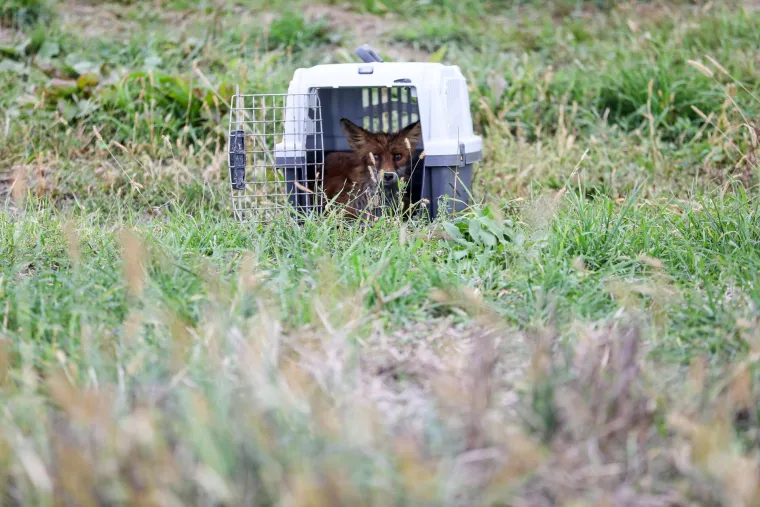 Lisca kojega su prona&scaron;li na izmaku u bazenu s otpadnim uljem, pustili na slobodu. Donosimo dirljive fotografije