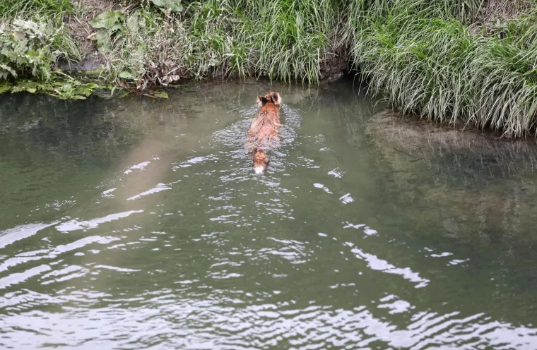 Lisca kojega su prona&scaron;li na izmaku u bazenu s otpadnim uljem, pustili na slobodu. Donosimo dirljive fotografije