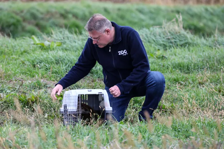 Lisca kojega su prona&scaron;li na izmaku u bazenu s otpadnim uljem, pustili na slobodu. Donosimo dirljive fotografije