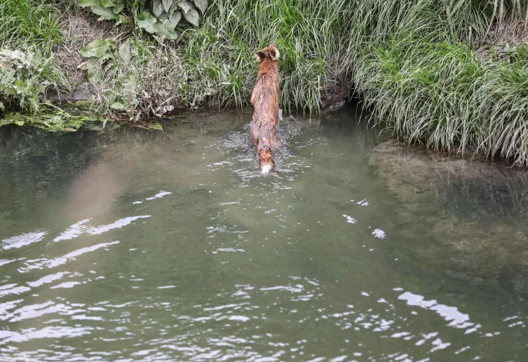 Lisca kojega su prona&scaron;li na izmaku u bazenu s otpadnim uljem, pustili na slobodu. Donosimo dirljive fotografije