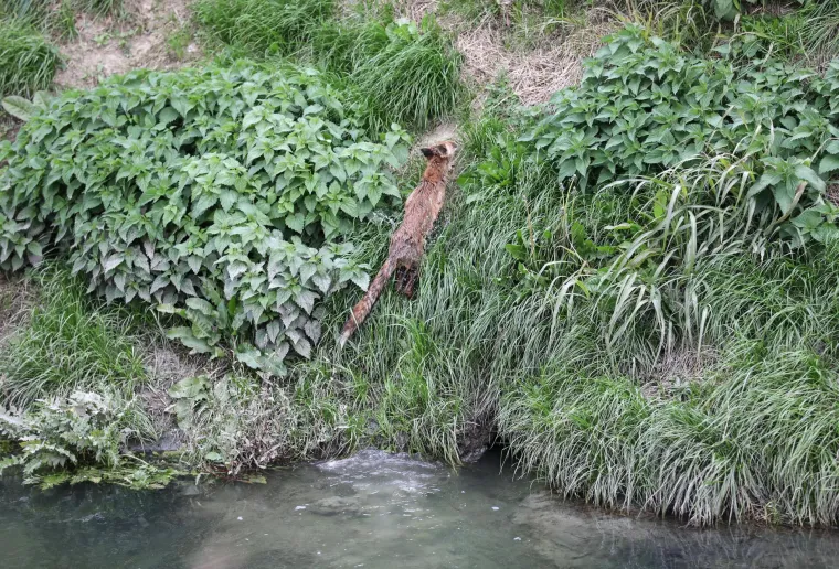 Lisca kojega su prona&scaron;li na izmaku u bazenu s otpadnim uljem, pustili na slobodu. Donosimo dirljive fotografije