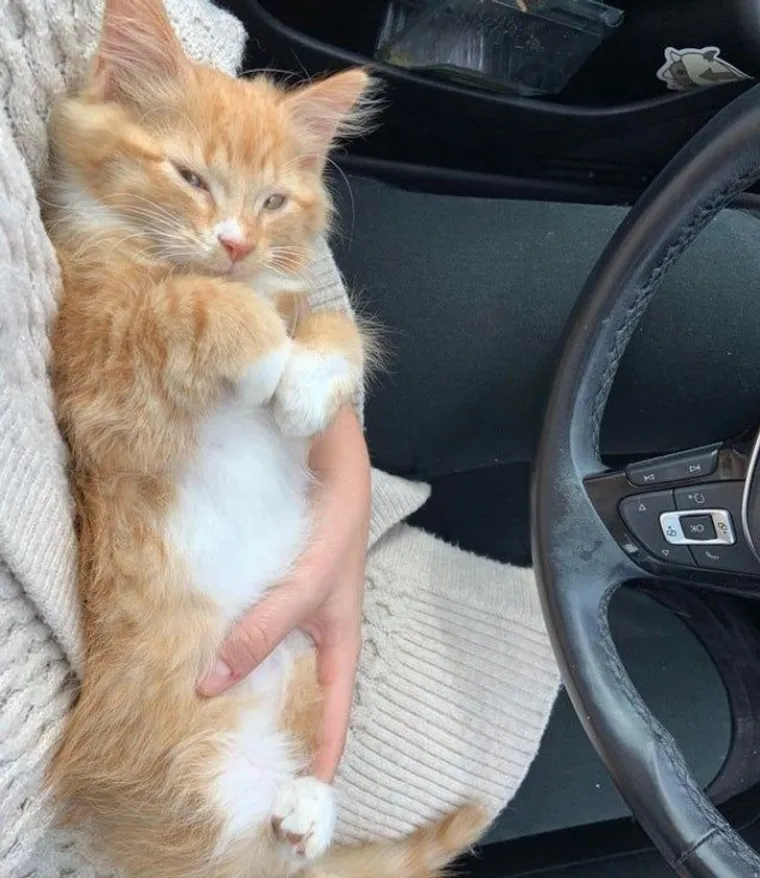 &quot;Moja svekrva mi je za rođendan poklonila mače. Otkrivanje spola bit se danas popodne kod veterinara.&quot;