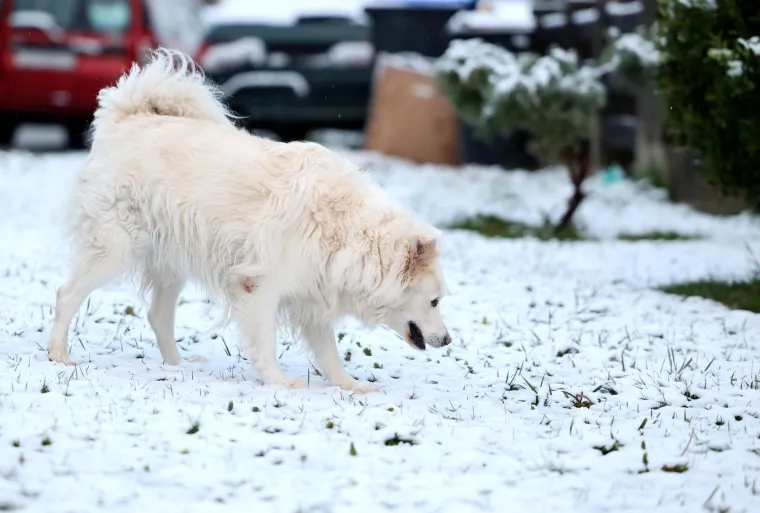 Pas u Samoboru istražuje snijeg koji je jutros iznenadio brojne građane. 