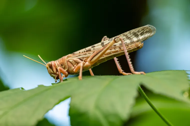 Skakavci će napasti usjeve i utjecat će na daljnji razvoj agrikulture, sustavi biljne proizvodnje će propasti. Vidovnjakinja je zbog toga predvidjela veliku glad koja će biti neizdrživa i zbog visokih temperatura koje će dosezati do nevjerojatnih 50 Celzijevih stupnjeva.