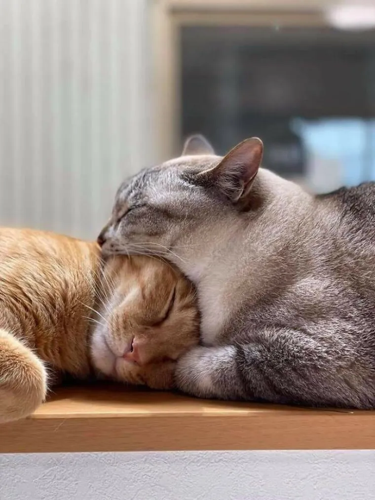 Svih 40 fotografija imaju logično obja&scaron;njenje, ali neke će vam od njih po&scaron;teno 'prekuhati' mozak