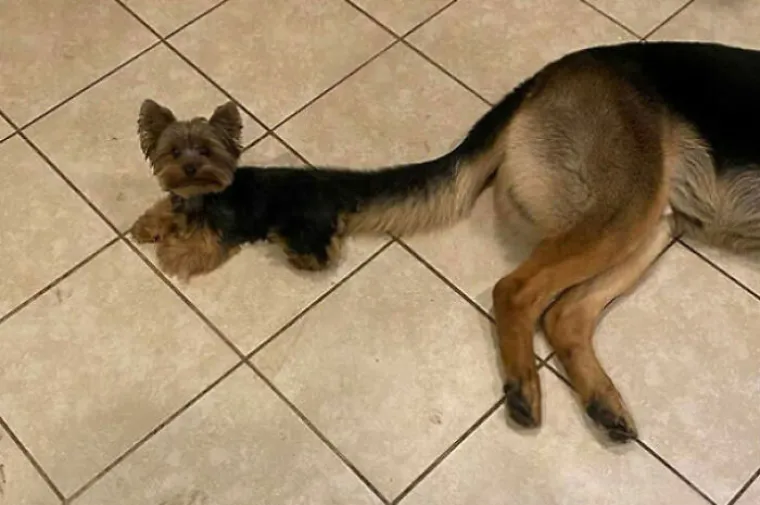 Svih 40 fotografija imaju logično obja&scaron;njenje, ali neke će vam od njih po&scaron;teno 'prekuhati' mozak