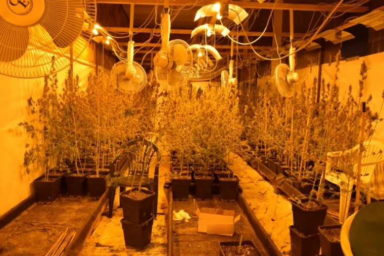 Otkriven laboratorij u Velikoj Gorici: Od nabave sjemena konoplje do branja