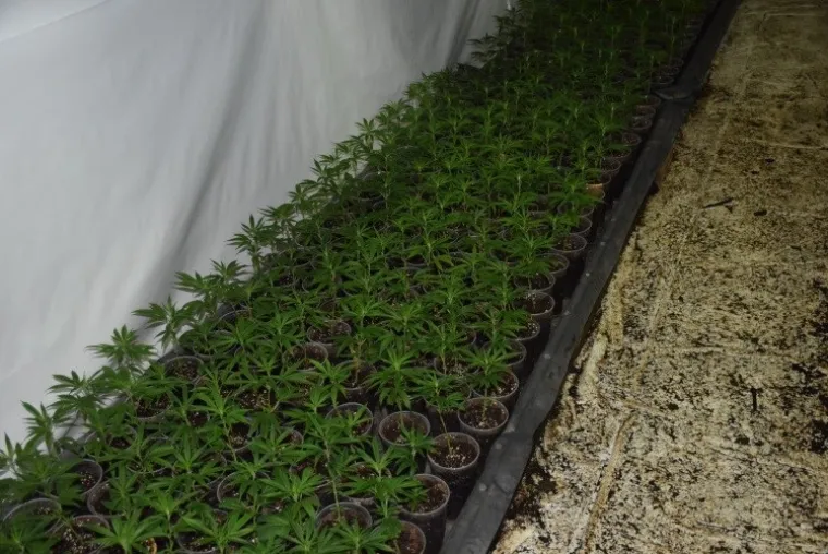 Otkriven laboratorij u Velikoj Gorici: Od nabave sjemena konoplje do branja