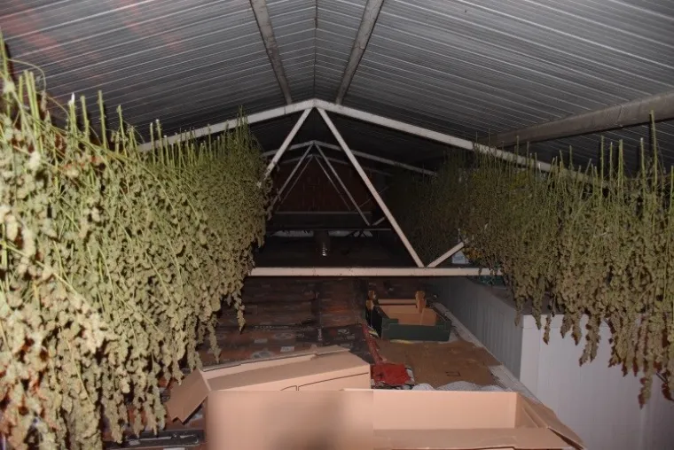 Otkriven laboratorij u Velikoj Gorici: Od nabave sjemena konoplje do branja