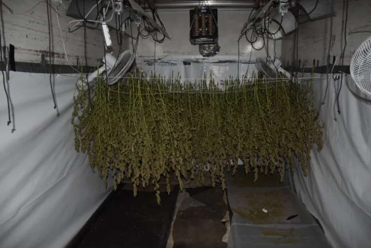 Otkriven laboratorij u Velikoj Gorici: Od nabave sjemena konoplje do branja