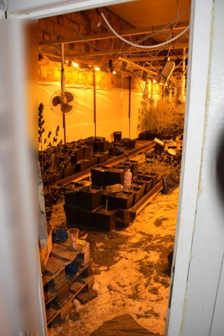 Otkriven laboratorij u Velikoj Gorici: Od nabave sjemena konoplje do branja