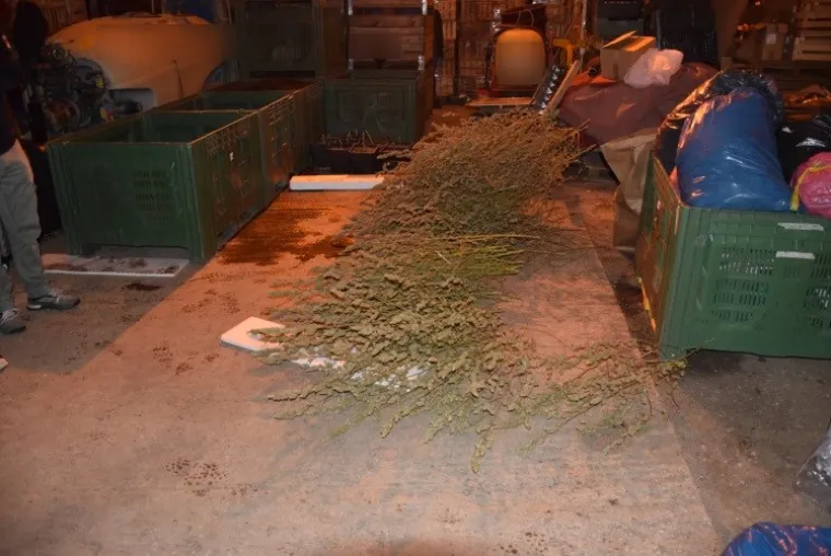 Otkriven laboratorij u Velikoj Gorici: Od nabave sjemena konoplje do branja