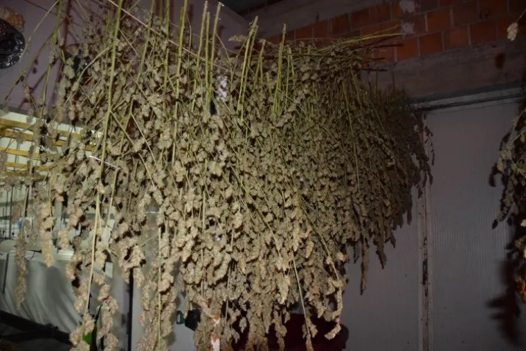 Otkriven laboratorij u Velikoj Gorici: Od nabave sjemena konoplje do branja