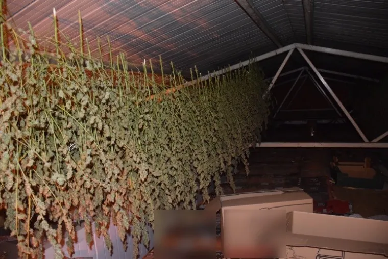 Otkriven laboratorij u Velikoj Gorici: Od nabave sjemena konoplje do branja