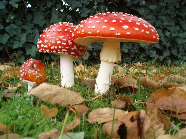 6.Djedica leti zbog sobova:
Lik današnjeg Djedice zbir je više tradicija, od SAD-a pa sve do Sibira, a ključnu odrednicu dali su mu Laponci. Narod Sami koji žive od sobova zimi je znao sušiti muhare i potom ih jesti kako bi padali u trans (ili se  otrovali nasmrt). Pritom su često vidjeli svoje sobove kako lete, a neki time i objašnjavaju crveno-bijelu kombinaciju boja. Tradicija sušenja i jedenja muhara rasprostranjena je koliko su rasprostranjeni i sobovi te je poznata i  Sibiru. 
