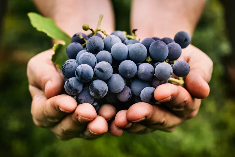 11. Pojedite grožđe u ponoć
Ako ste ove godine u Španjolskoj za Novu godinu, nemojte se iznenaditi kada pojedu desetak zrna grožđa u ponoć. Ponoćni zalogaj bi trebao donijeti sreću za svaki novi mjesec godina. 