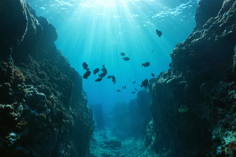 8. Bakterije koje su nevidljive ljudskom imunološkom sustavu
Znanstvenici su u središnjem Tihom oceanu otkrili bakterije koje su nevidljive ljudskom imunološkom sustavu. Tim znanstvenika koristio je podmornicu za prikupljanje morskih bakterija iz uzoraka vode, spužvi, morskih zvijezda i sedimenata, a zatim je uzgajao te bakterije u laboratoriju. Te su bakterije izložili ljudskim imunološkim bakterijama, i otkrili nešto zapanjujuće. 80% mikroba, koji većinom pripadaju rodu Moritella, izbjeglo je napad na ljudsku imonolušku stanicu. Ovo otkriće ruši dugogodišnju pretpostavku da je ljudski imunološki sustav evoluirao kako bi otkrio sve mikrobe.