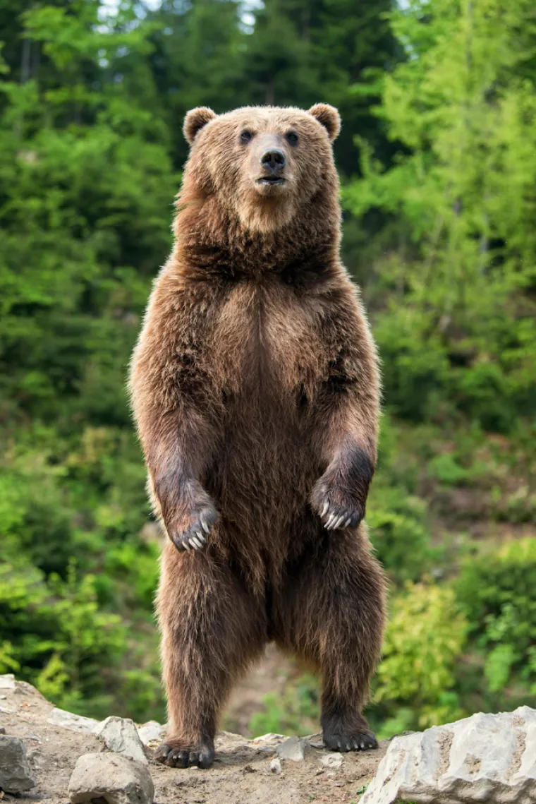 Medvjed nije htio hranu već se bacio prema Dowleru i zabio mu zube između rebara i kukova s lijeve strane. &quot;Ubrzo sam bio u medvjeđim ustima dok me nosio nekih devet metara prema grmu. Imao sam strašne bolove. Spustio me i pokušao sam mu iskopati oči, ali nisam mogao dohvatiti&quot;, rekao je jadni čovjek kojem je medvjed počeo gristi i trgati bedru. Ali to nije sve, drama se nastavila...