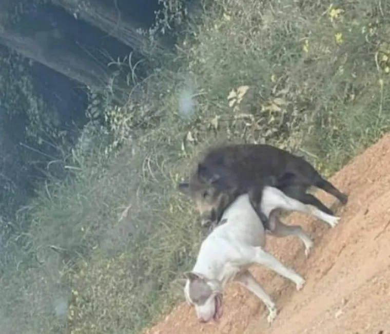 Eto ti veselja kada se Slaveni dokopaju dru&scaron;tvenih mreža: 'Mi nismo država, mi smo stanje duha i uma'