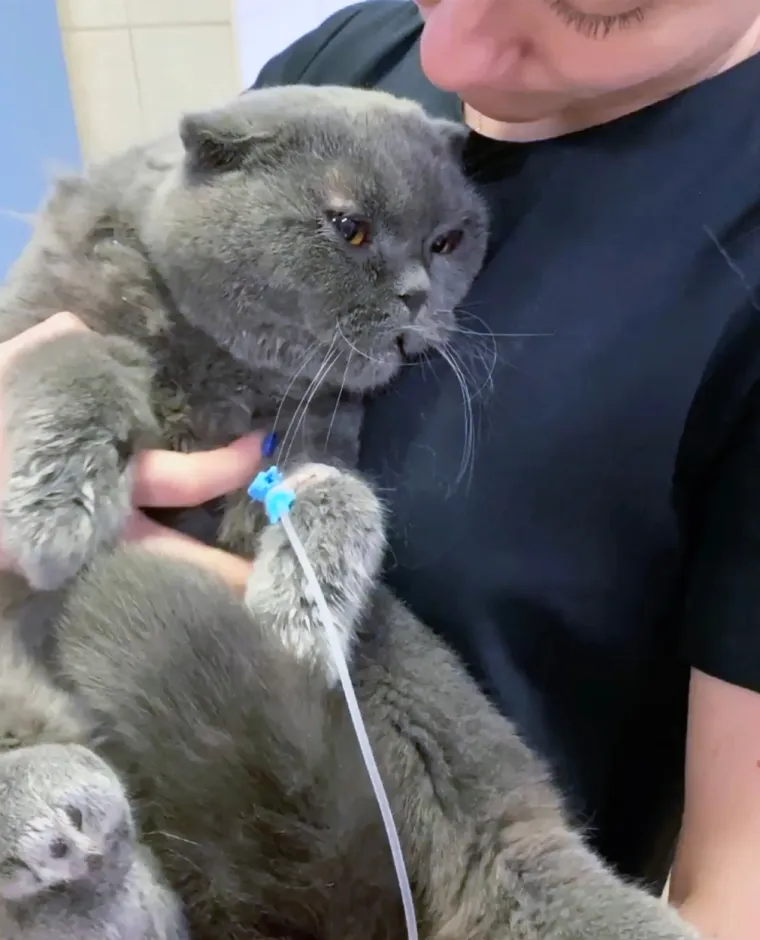 Mačak čudom preživio polusatno pranje u perilici rublja, veterinar u šoku: 'Oči i usta bili su mu puni deterdženta'