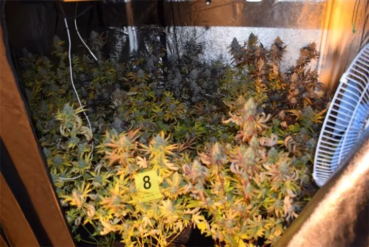 FOTO Slovencima i Hrvatu otkrili 4 laboratorija za uzgoj marihuane uz 'sofisticiranu opremu' kako je naziva policija