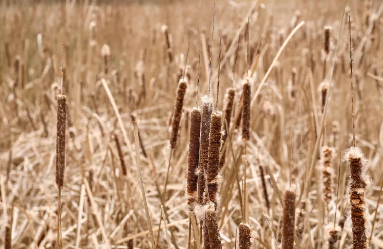 &Scaron;etnica u Kopačkom ritu u raspadu, izgrađena je prije samo &scaron;est godina