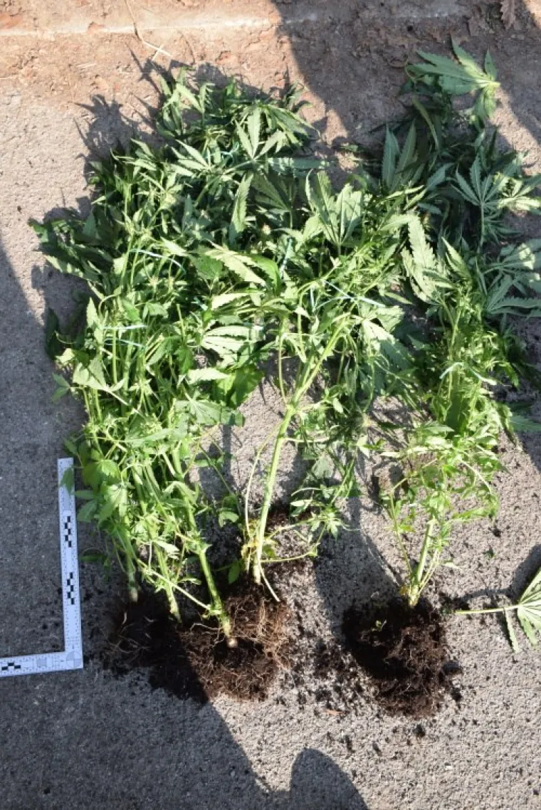 FOTOGALERIJA Otkrili 5 laboratorija za uzgoj marihuane u centru Zagreba i 106 kg u kombiju, PUZ sve objavio