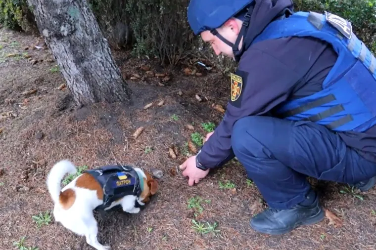 Upoznajte Patrona, dvogodišnjeg Jack Russella koji njuškicom spašava ukrajinske momke od mina