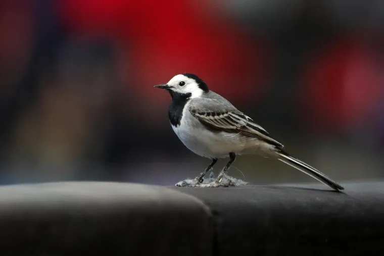 Nenanadani gost pratio Kraljice &scaron;oka u Žatiki. Mali pernati uzeo &scaron;ou