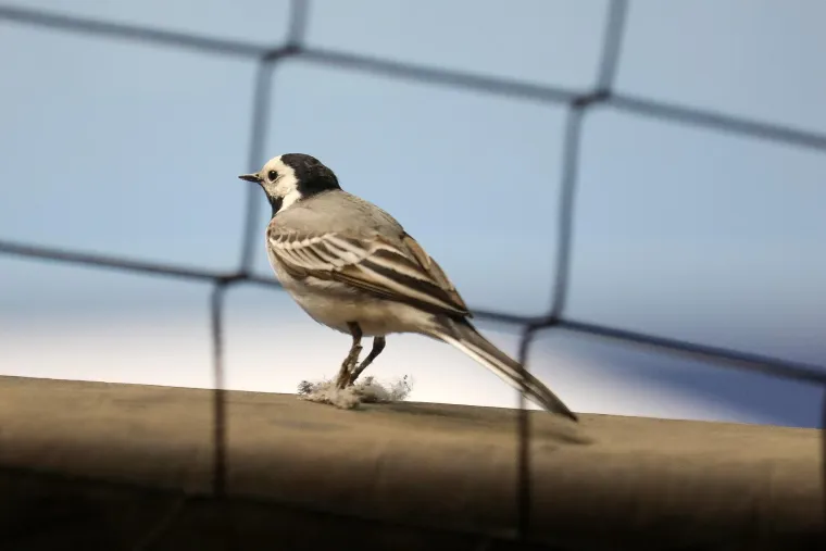 Nenanadani gost pratio Kraljice &scaron;oka u Žatiki. Mali pernati uzeo &scaron;ou