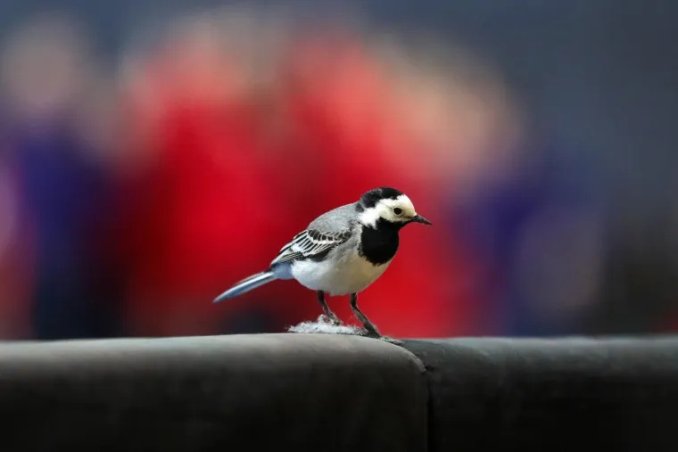 Nenanadani gost pratio Kraljice &scaron;oka u Žatiki. Mali pernati uzeo &scaron;ou