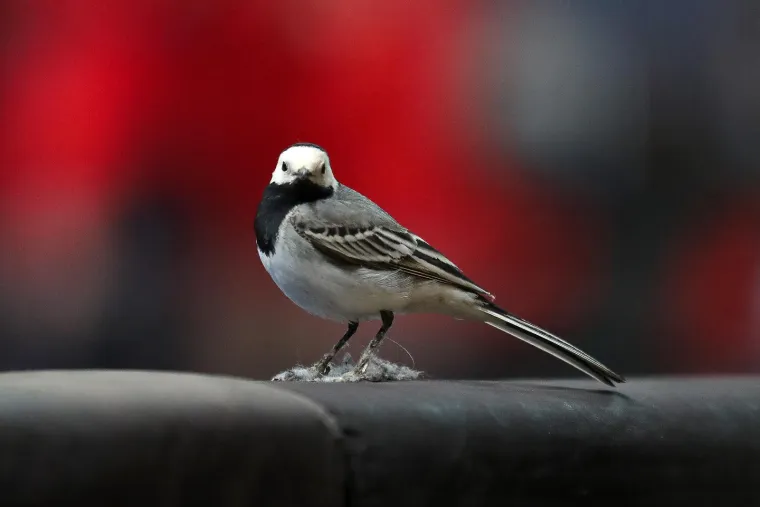 Nenanadani gost pratio Kraljice &scaron;oka u Žatiki. Mali pernati uzeo &scaron;ou