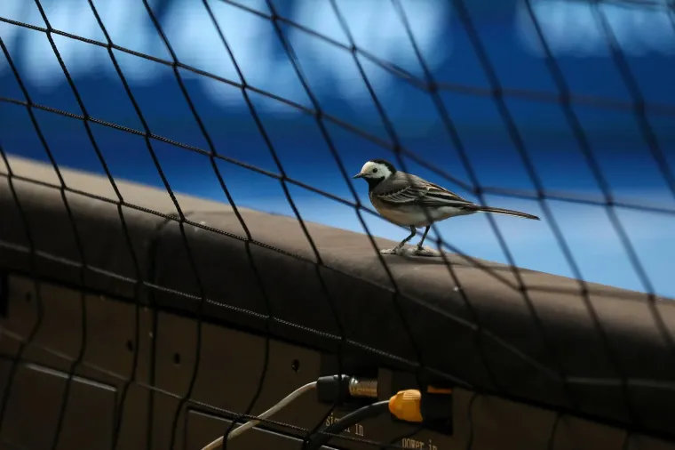 Nenanadani gost pratio Kraljice &scaron;oka u Žatiki. Mali pernati uzeo &scaron;ou