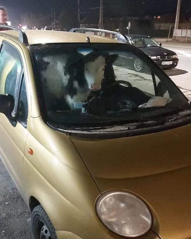 Što znaju stranci kako Balkanci paze, krase i koriste vozila svoja: Malo je reći da su sljedeći prizori njima nadrealni