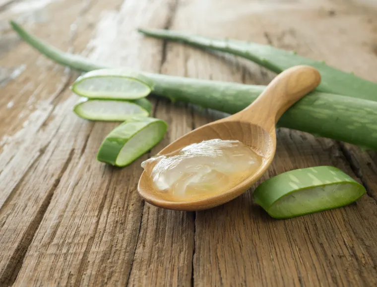 Svi znaju da se aloe vera koristi za poboljšavanje rasta kose, održavanje hidriranosti kože i regeneraciju stanica. Međutim, malo tko zna da sok od aloe vere može služiti kao laksativ i velika pomoć pri želučanim tegobama. 