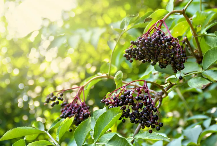 Porodica bazgi ima tridesetak vrsta, a za liječenje i jelo se najviše koriste crna (Sambucus nigra) i crvena bazga (Sambucus racemosa).Svi njezini dijelovi su ljekoviti, no najčešće se koriste cvjetovi i bobice. Cvjetovi se koriste za pripremu čajeva, sirupa i sokova, a bobice se koriste za pravljenje čajeva i džemova, dok su se korijen, lišće i kora nekad koristili za probleme dišnog sustava.