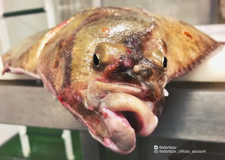 Nije da vam želimo pokvariti odlazak na more, ali svjesni ste da vas ove be&scaron;tije promatraju iz dubina dok vi ma&scaron;ete nogicama?