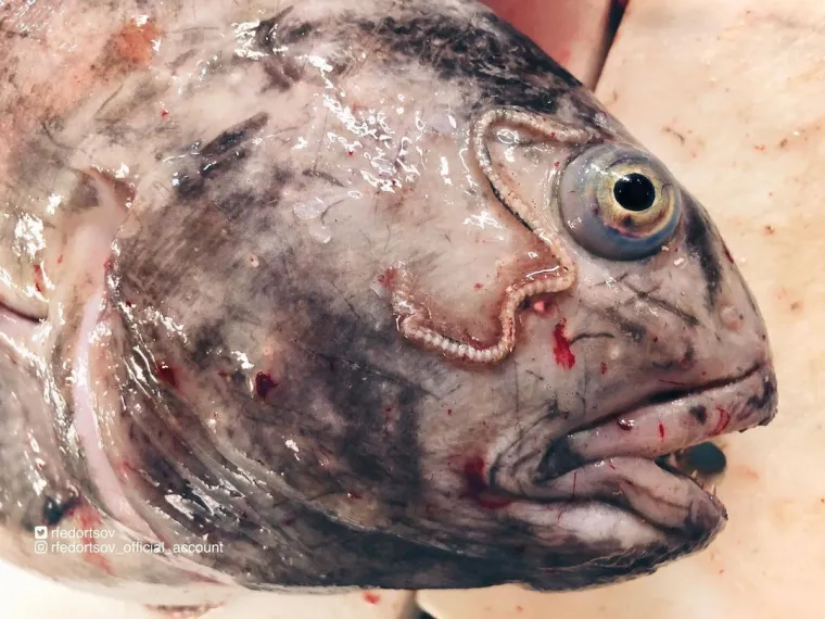 Nije da vam želimo pokvariti odlazak na more, ali svjesni ste da vas ove be&scaron;tije promatraju iz dubina dok vi ma&scaron;ete nogicama?