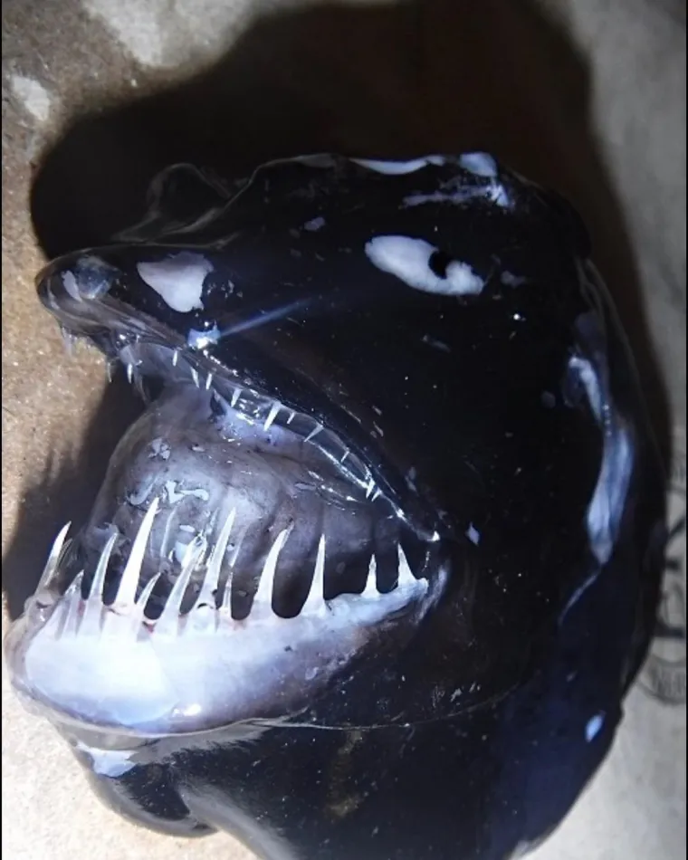 Nije da vam želimo pokvariti odlazak na more, ali svjesni ste da vas ove be&scaron;tije promatraju iz dubina dok vi ma&scaron;ete nogicama?