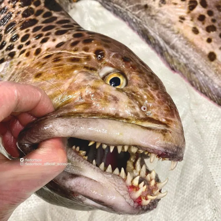 Nije da vam želimo pokvariti odlazak na more, ali svjesni ste da vas ove be&scaron;tije promatraju iz dubina dok vi ma&scaron;ete nogicama?