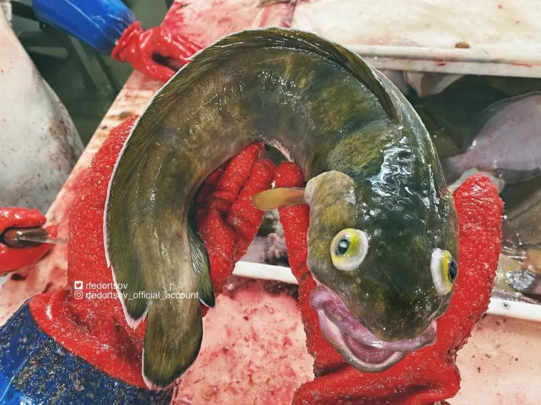 Nije da vam želimo pokvariti odlazak na more, ali svjesni ste da vas ove be&scaron;tije promatraju iz dubina dok vi ma&scaron;ete nogicama?