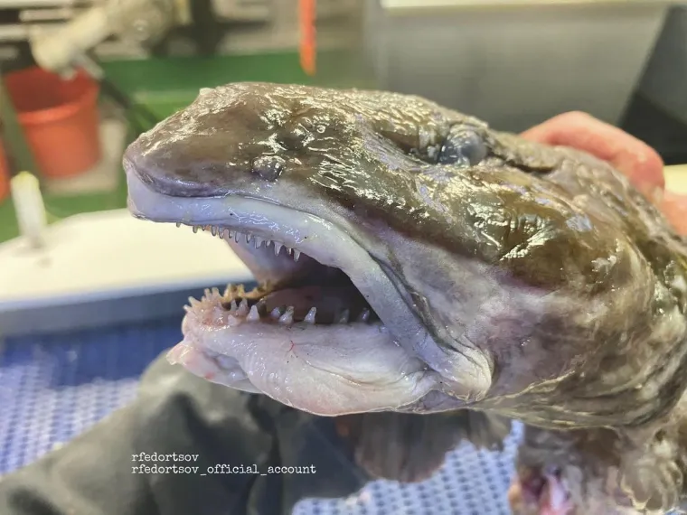 Nije da vam želimo pokvariti odlazak na more, ali svjesni ste da vas ove be&scaron;tije promatraju iz dubina dok vi ma&scaron;ete nogicama?